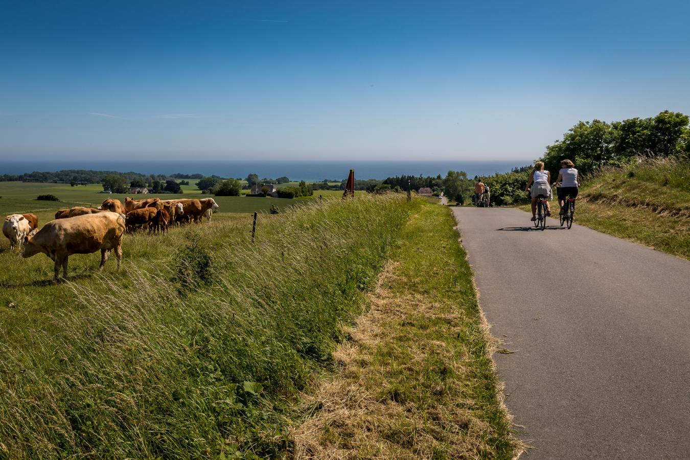 Cyklister og køer på Møn