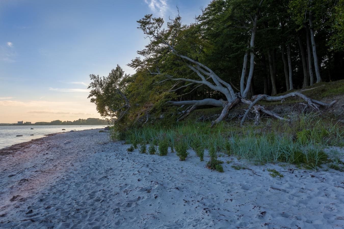 Strandskoven Sibirien - Faxe Ladeplads