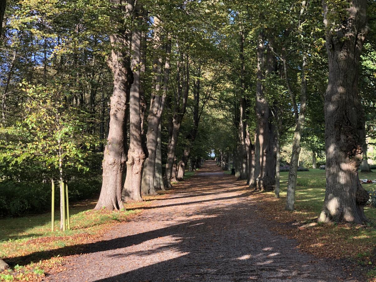 Lindetræer på Gavnø