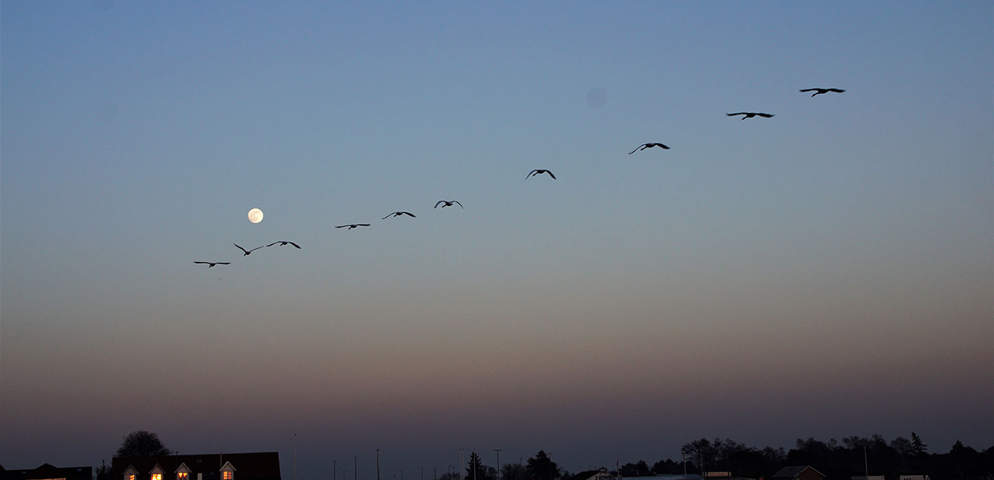 Fugle over Enø Strand