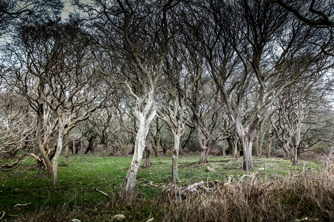 Thomas Ix Knudshoved