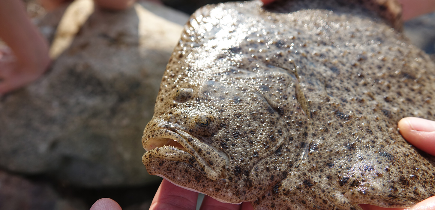Fladfisk fra kyst, mole og båd