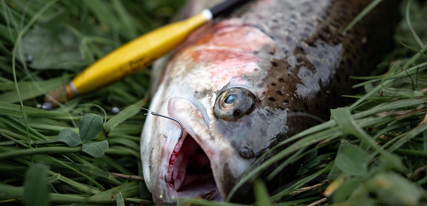 Put and take fiskeri