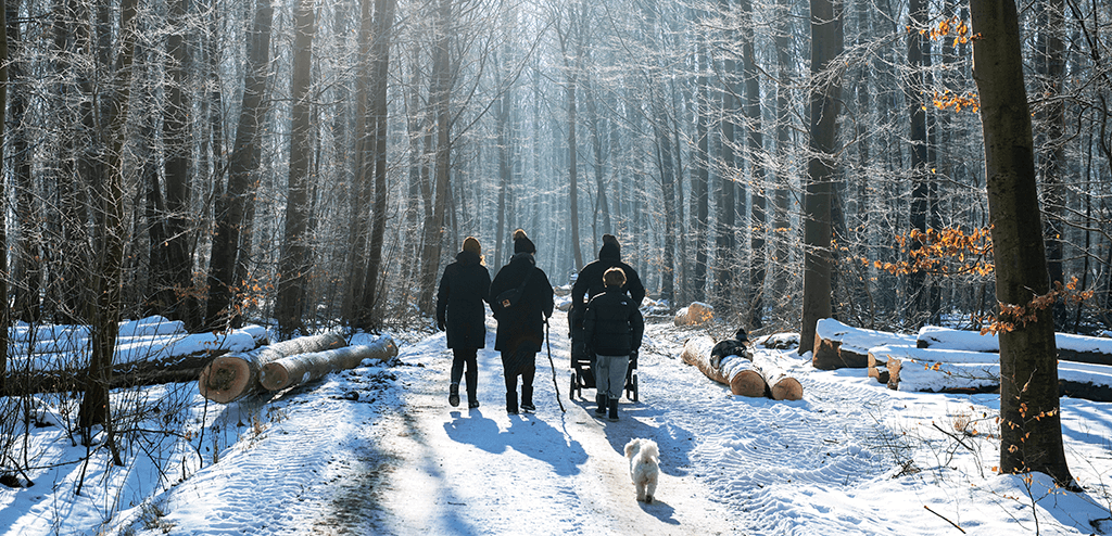 Fanefjord skov vinter