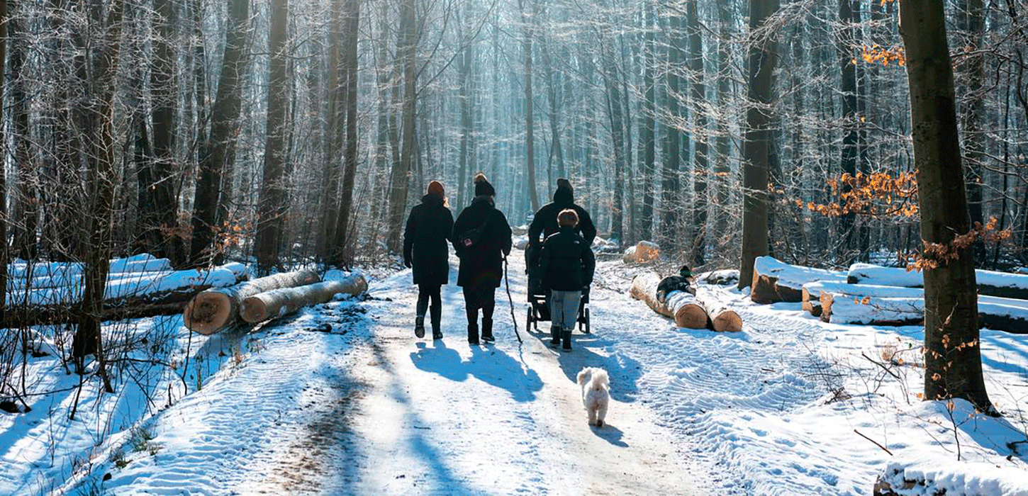 Fanefjord skov vinter