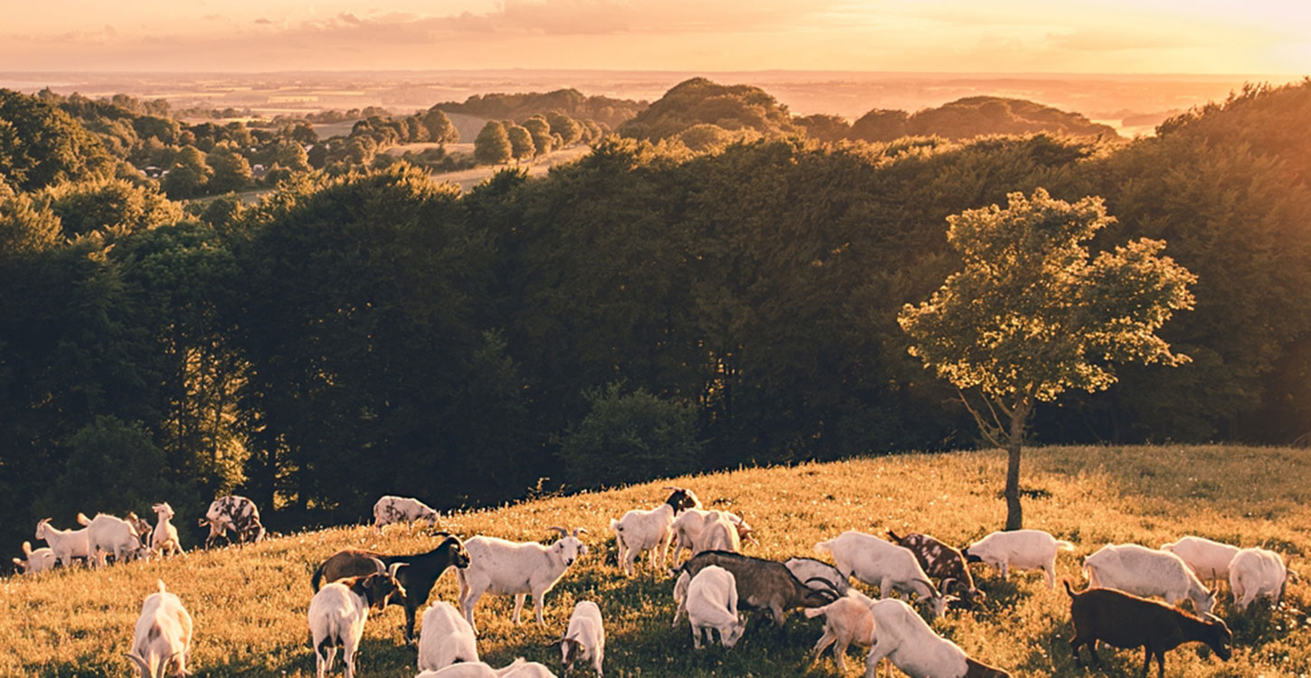 Geder på Aborrebjerg